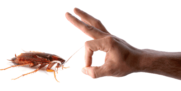 شركة مكافحة حشرات حي التعاون بالرياض – 0552959538